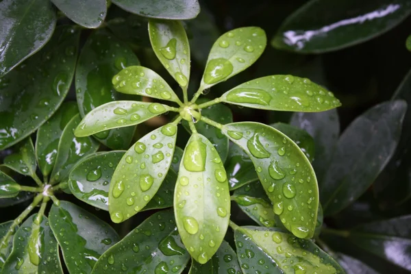 Foglia, foglie, natura, naturale, pioggia, rugiada, acqua, gocce, fresco, nelle vicinanze, macro, pianta, mattina — Foto Stock