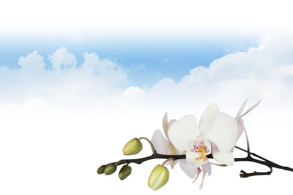 Orchidee mit Wolken — Stockfoto