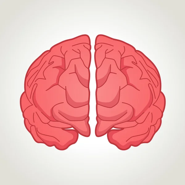 Cerebro humano — Archivo Imágenes Vectoriales