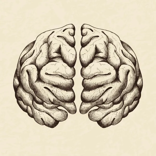 Human Brain — Stock Vector