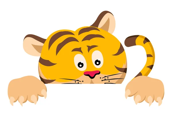 Funny Cartoon Tiger Peeking Wall Vector Illustration — Stockvektor