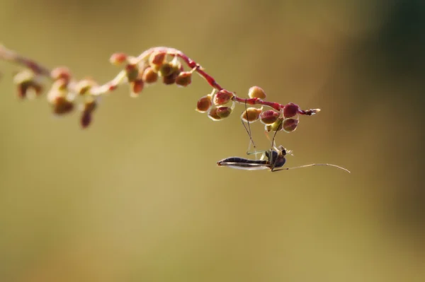 Rastende Chironomidae-Mücke — Stockfoto