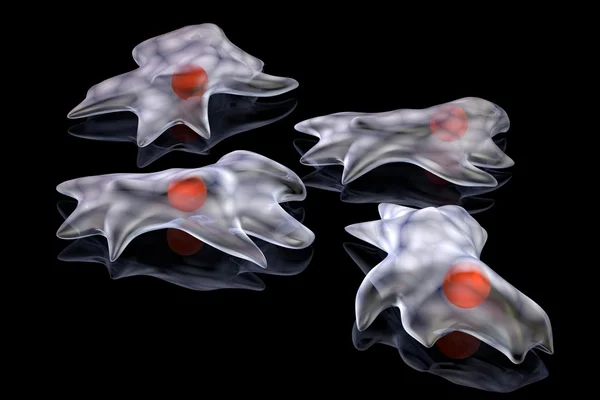 Ökaryotik hücreler