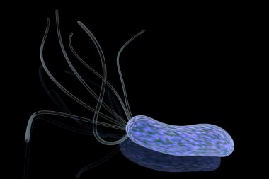 Helicobacter pylori