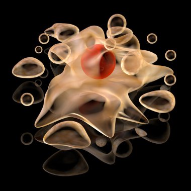 Apoptozis