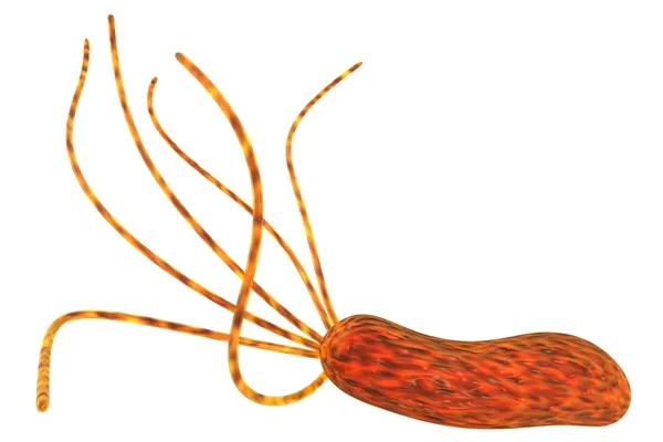 Helicobacter pylori — стокове фото