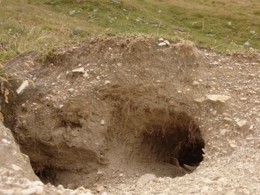 bir sıçan deliği