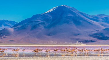  Bolivya 'daki Laguna Colorada gölünde flamingolar