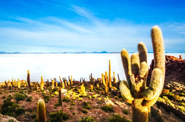 Sunrise on Cactus at Incahuasi island, at Salar de Uyuni is largest salt flat in the world in Bolivia. High quality photo