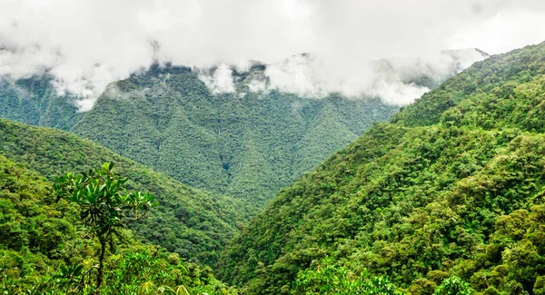 View Foggy Death Road Yungas Bolivia High Quality Photo — Photo