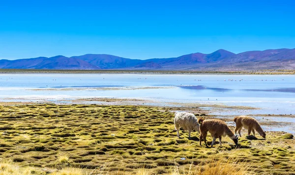 Vue Sur Lama Les Flamants Roses Côté Lagon Dans Altiplano — Photo