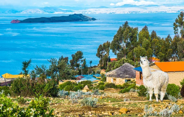 A lama above lake titicaca on the isla del sol, Bolivia — стоковое фото