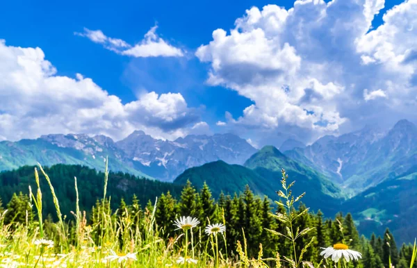 Gyönyörű Tavaszi Táj Alpesi Rétek Havas Hegyek Szlovéniában Logarska Dolina — Stock Fotó