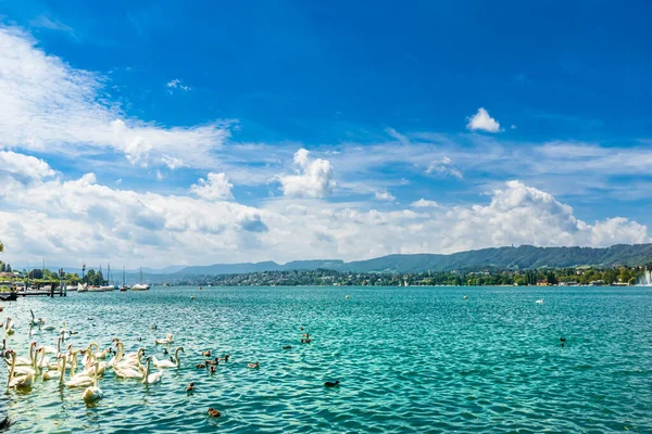 Cisnes Nadando Lago Zurich Verano Foto Alta Calidad — Foto de Stock