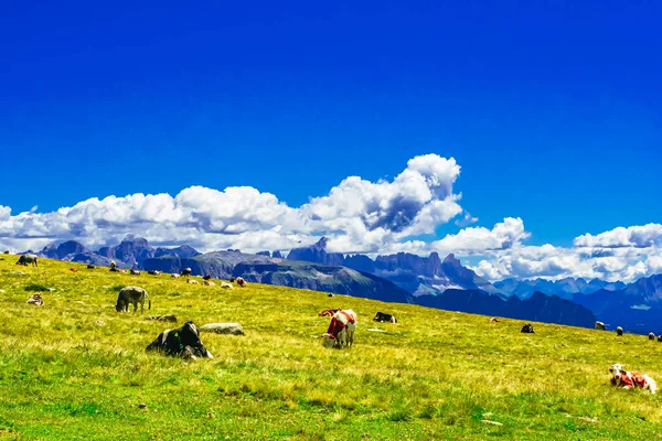 Vacas Marrons Pastos Alpinos Verão Alpe Siusi Tirol Sul Itália — Fotografia de Stock