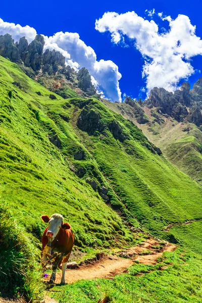 Panroma Alpe Siusi Alp Cow Фотографія Високої Якості Стокове Зображення