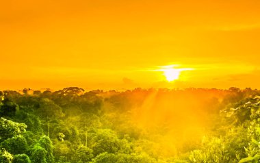 Amazonlar 'ın Brezilya yağmur ormanlarındaki ağaçların üzerinde gün batımı. Yüksek kalite fotoğraf