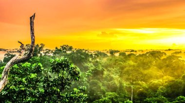Sunset over the trees in the brazilian rainforest of Amazonas. High quality photo clipart