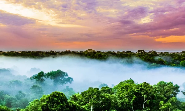 Zonsondergang Boven Bomen Het Braziliaanse Regenwoud Van Amazonas Hoge Kwaliteit — Stockfoto