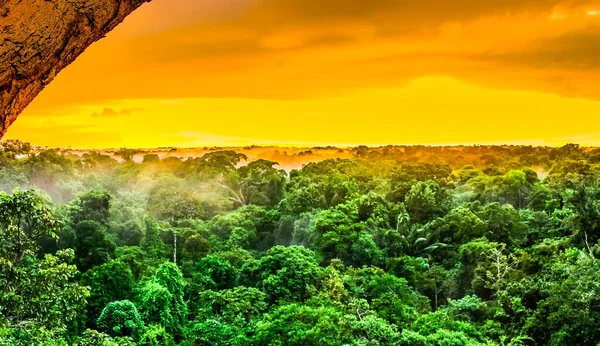 Pôr Sol Sobre Árvores Floresta Tropical Brasileira Amazonas Foto Alta — Fotografia de Stock