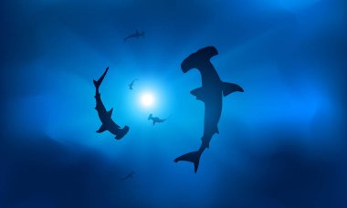 Silhouettes of sharks in blue water in the rays of the sun.