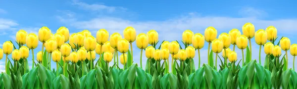 Banner with tulips — Stock Photo, Image