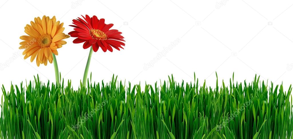 Banner with grass and flowers