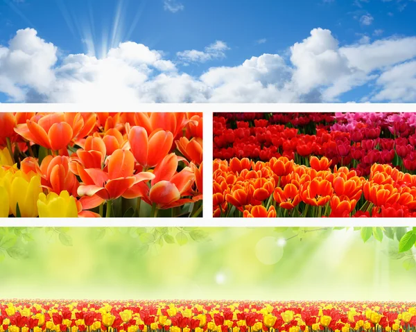 Paisagem primavera natureza banners — Fotografia de Stock
