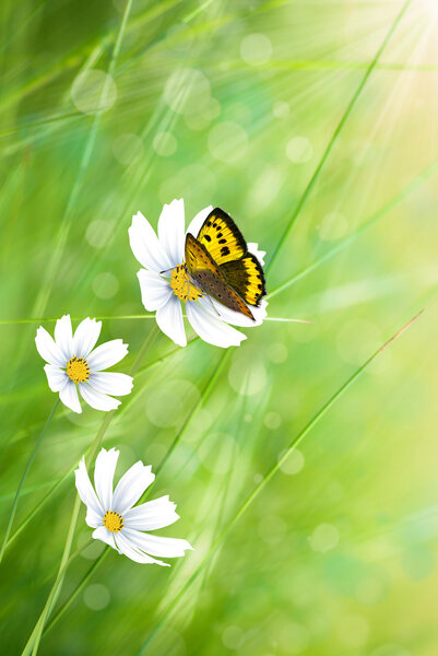 Flores de primavera fondo — Imagen de stock Flores de primavera fondo Imagen De Stock
