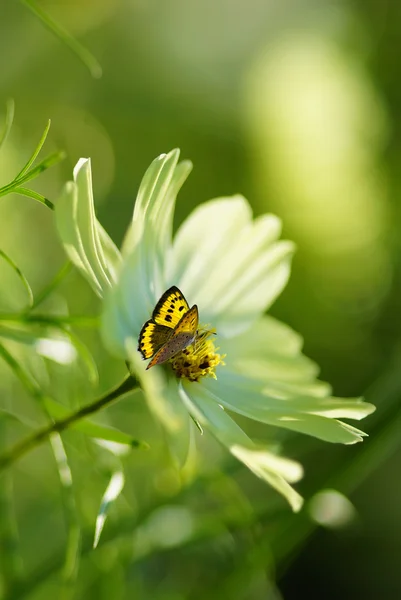 Primavera o estate sfondo natura astratta — Foto Stock