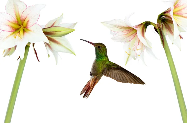 Colibrí (archilochus colubris) en vuelo — Foto de Stock