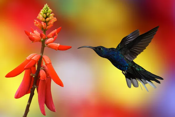 Beija-flor em voo — Fotografia de Stock