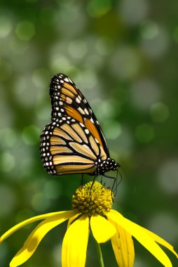 Monarch butterfly on yellow flower clipart