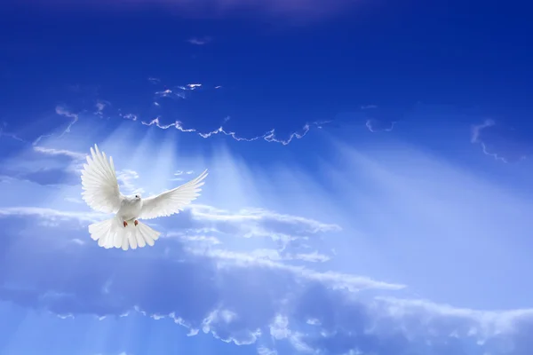 Gökyüzünde uçan beyaz güvercin