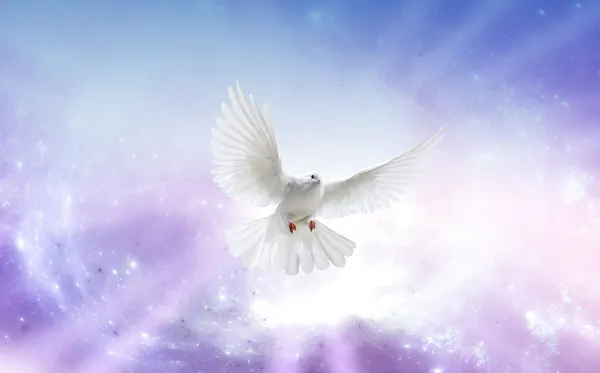 Holy Spirit Dove — Stock Photo, Image