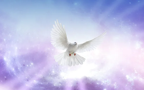 Gołębica Ducha Świętego Zdjęcie Stockowe