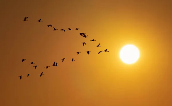 Troupeau Oiseaux Formation Alors Ils Volent Haut Dans Ciel Avec — Photo