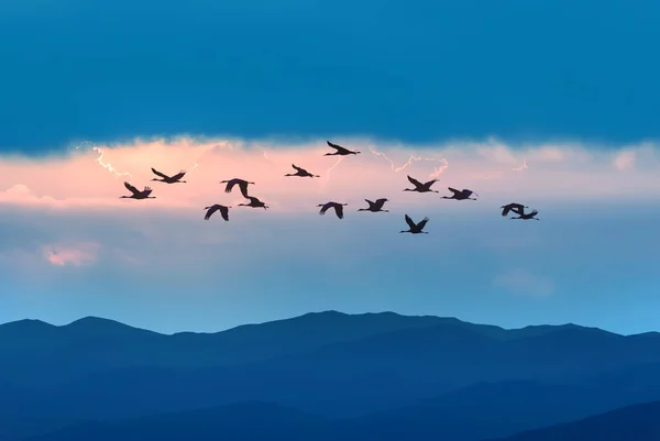 Grote Groep Vogels Vlucht Boven Bergen Dieren Het Wild Reizen — Stockfoto