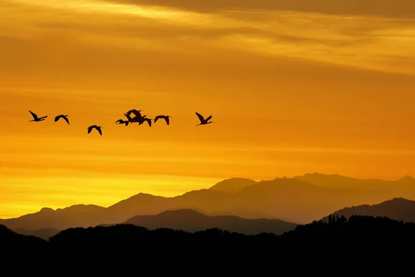 Saisonaler Frühlings Oder Herbstzug Der Vögel Über Den Gelben Sonnenuntergang — Stockfoto