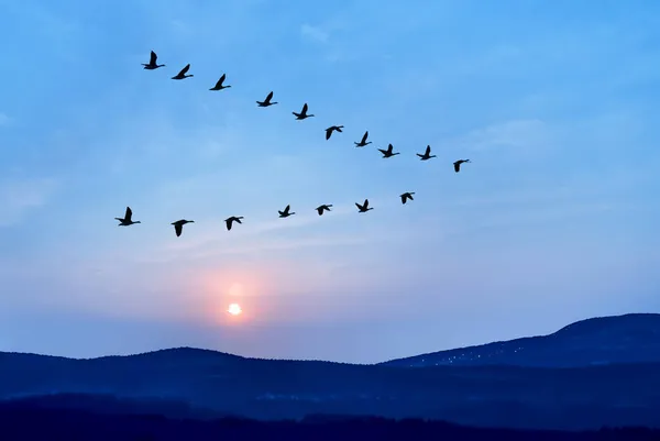Große Vogelgruppe Flug Über Den Bergen Tiere Freier Wildbahn Reisen — Stockfoto