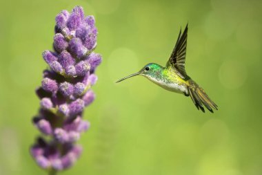 Parlak yaz arkaplanı kavramının üzerindeki minik sinekkuşu.