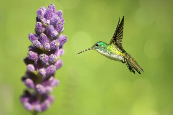 Liten Kolibri Över Ljus Sommar Bakgrund Begreppet Natur — Stockfoto