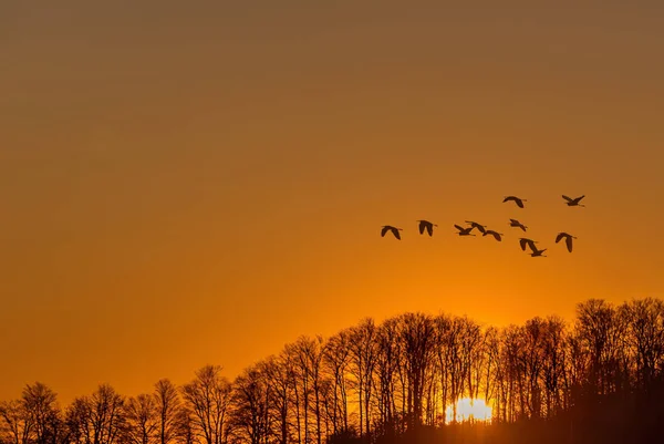 Fåglar Över Klargul Himmel Höstkoncept — Stockfoto