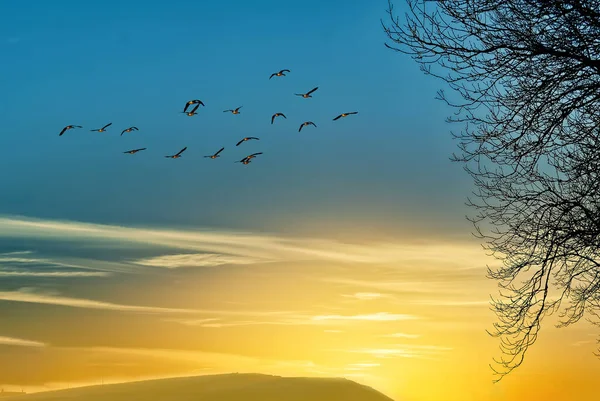 Heller Himmel Bei Sonnenuntergang Oder Sonnenaufgang Mit Fliegenden Vögeln Natürliche — Stockfoto