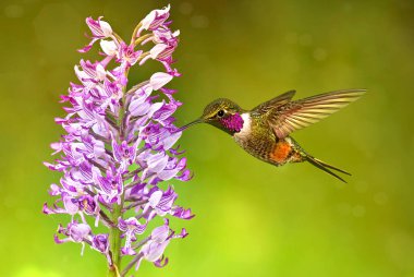 Pembe çiçeklerle beslenen sinekkuşları Parlak yaz arka planında 