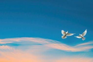 Bir çift güvercin mavi arka planda aşkı, dostluğu ve barışı temsil ediyor.