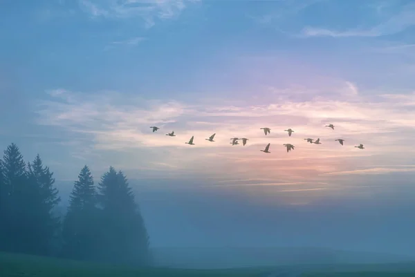 Foggy Morgon Med Fåglar Flyger Höst Landskap — Stockfoto