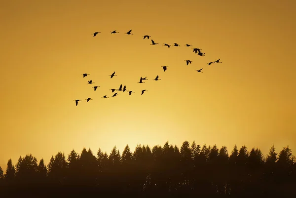 Migrating birds fly in V formation Autumn or Spring Concept