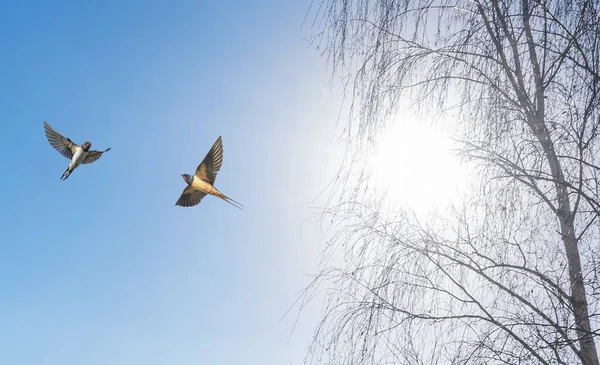 Stodola Spolknout Malé Rychle Létající Ptáky Letu Chytání Hmyzu — Stock fotografie