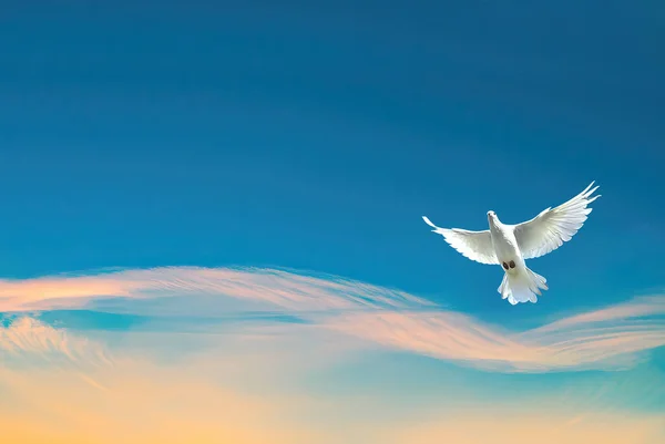 Paloma Representa Espiritualmente Amor Amistad Cristianismo Paz Sobre Fondo Azul — Foto de Stock